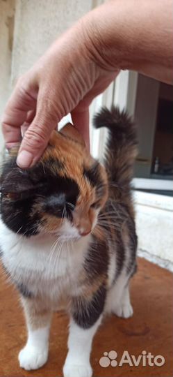 Кошечка Масяня, необычная расцветка