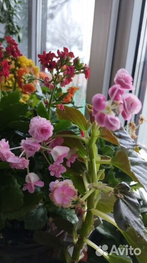 Бегония, каланхоэ