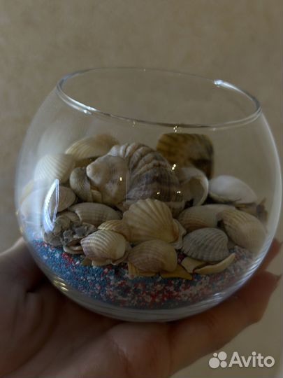 Морские ракушки раковины