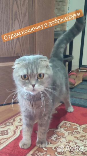 Шотландская вислоухая кошка бесплатно