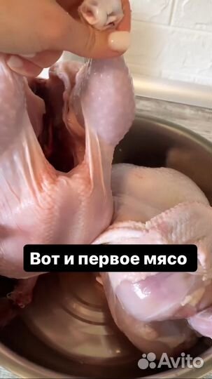 Мясо бройлера