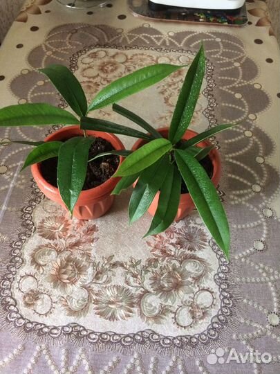 Комнатные растения цветы