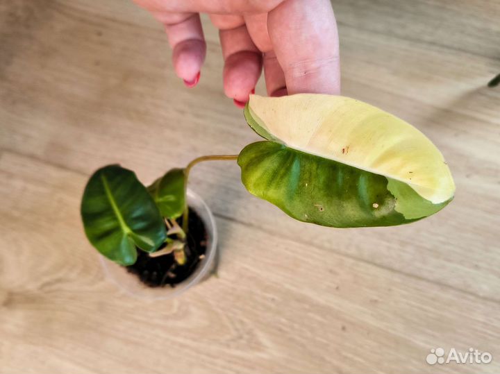 Филодендрон, монстера, эпипренум, сциндапсус