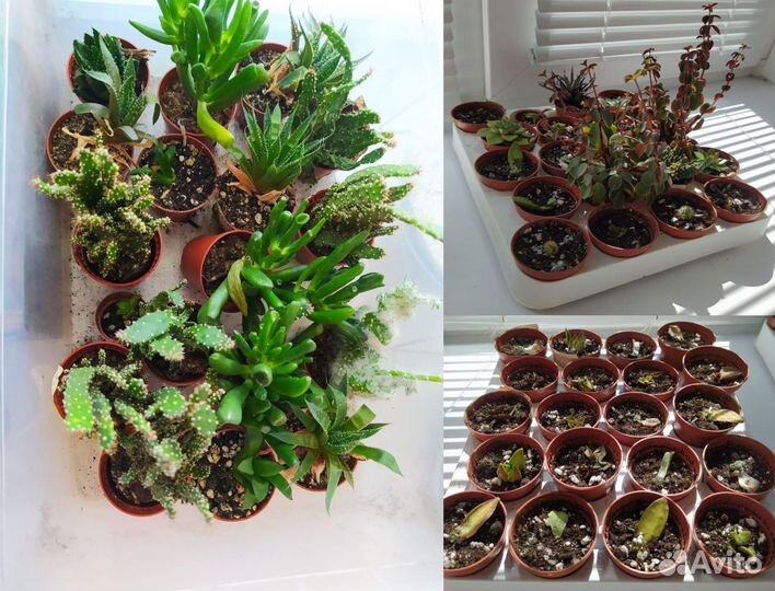 Материалы для флорариумов