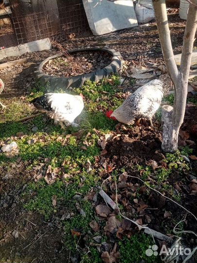 Домашние животные