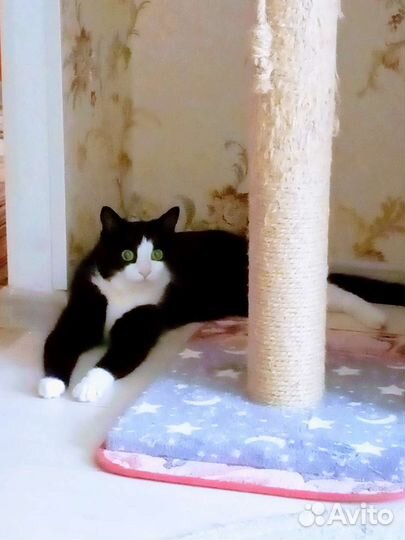 Передержка кошек