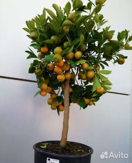 Мандарин Кумкват Лайм Лимон Лаймкват Цитрусовые