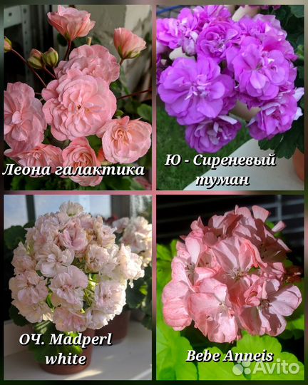 Сортовая пеларгония почтой