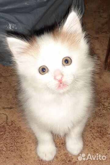 Котёночек