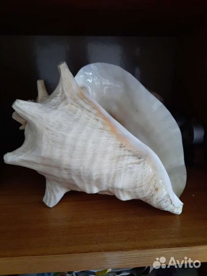 Ракушка морская