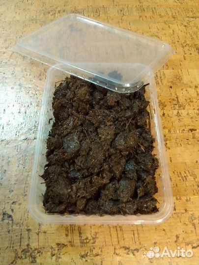 Калифорнийские черви