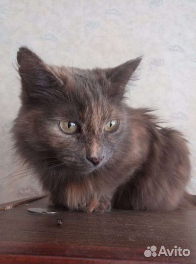 Кошечка в добрые руки