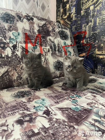 Шотландские котята