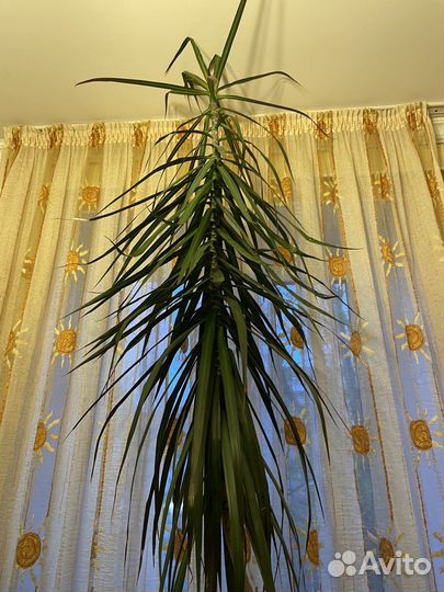 Драцена 315 см