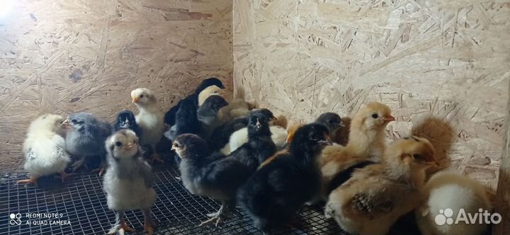 Цыплята недельные