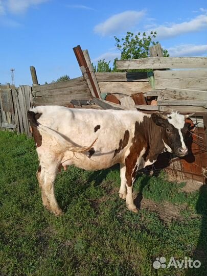 Продажа крс