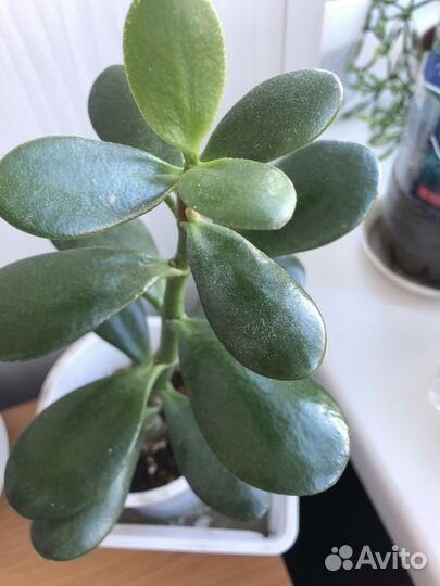 Денежное дерево