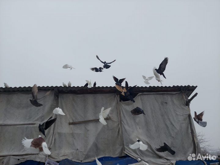 Продам голубей