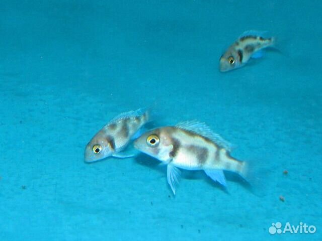 Цифотиляпия Фронтоза Черная Вдова Cyphotilapia Fr