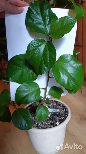 Сортовые гибискусы