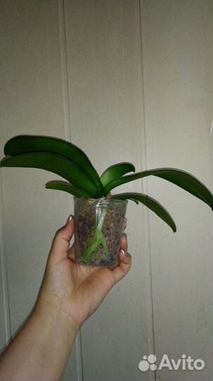 Орхидея Wild Cat