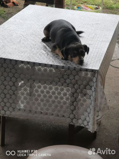 Собака тойтерьер