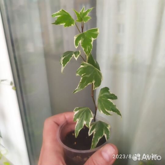 Плющ, Фуксия, Пеларгонии