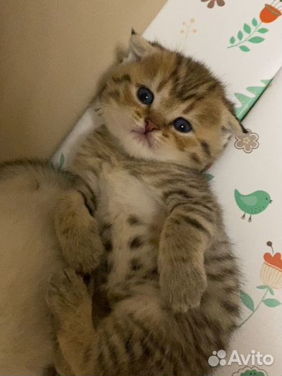 Кошка золотая шиншилла