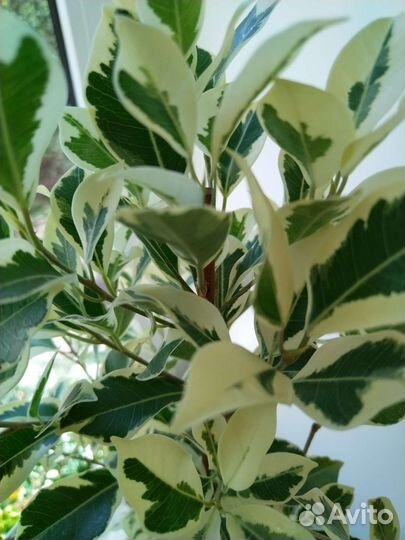 Фикус ретуза гавайская