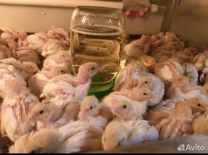 Перепела суточные