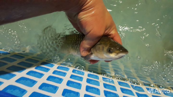 Белый амур, толстолобик