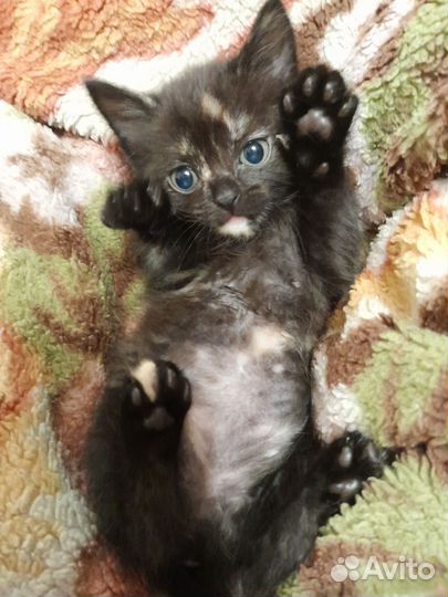 Кошка