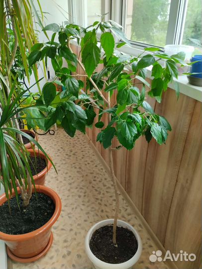 Комнатные растения