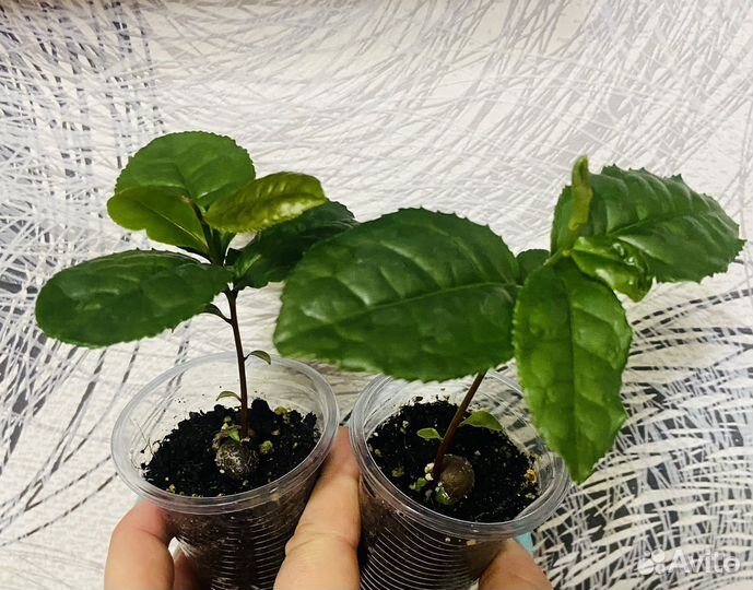 Камелия китайская или чайный куст