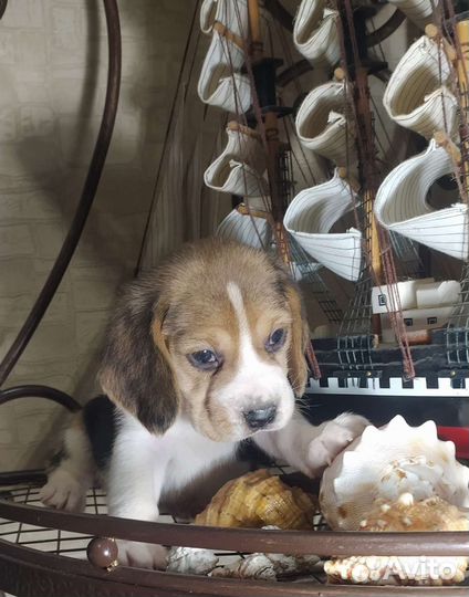 Щенки бигль