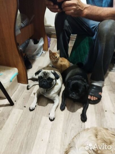 Мопс вязка мальчик