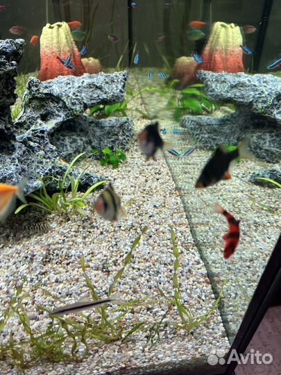 Аквариумные рыбки барбусы
