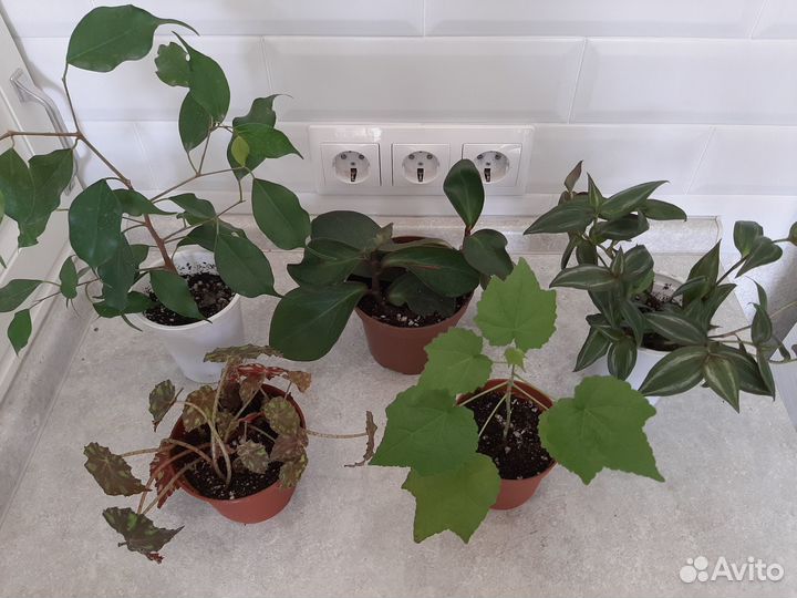 Комнатные растения