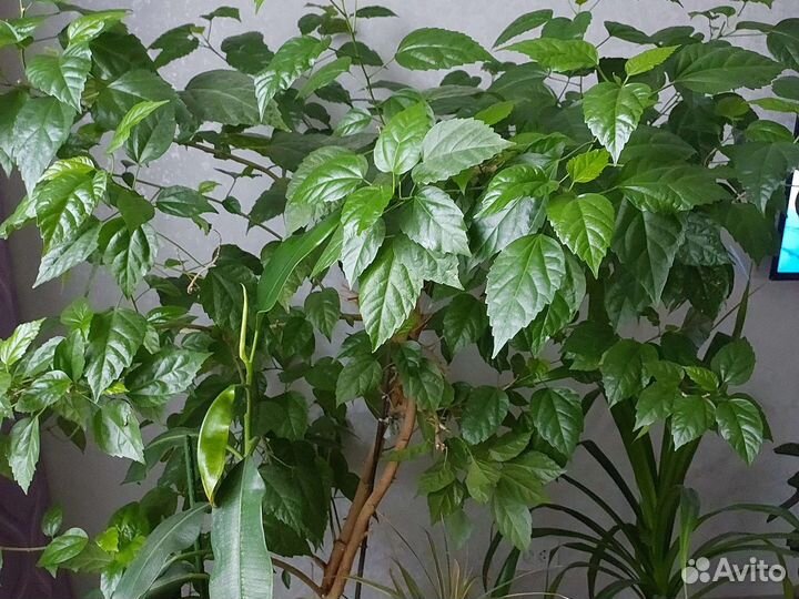 Цветы домашние. Большие размеры, для офиса