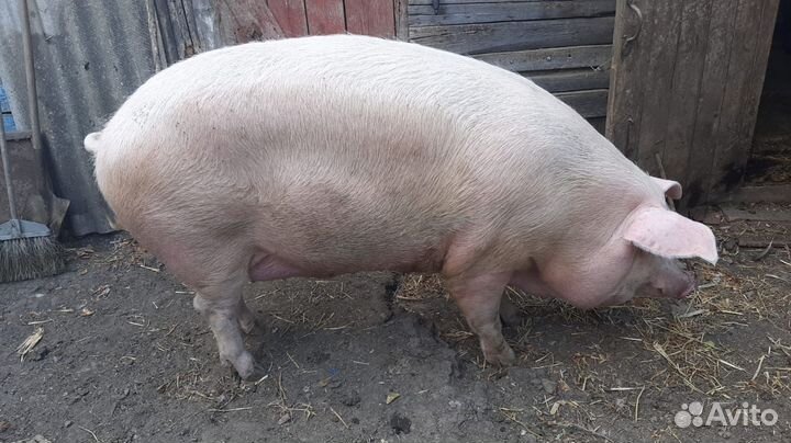 Свиньи живым весом