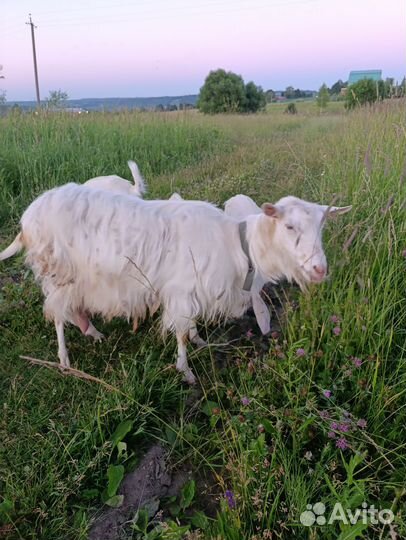 Козы (целая семья)