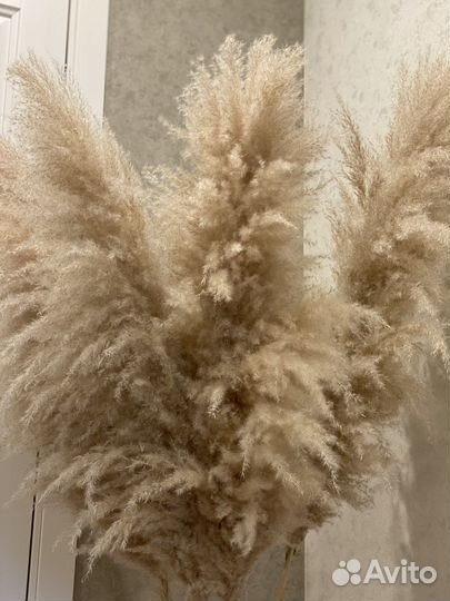 Пампасная трава