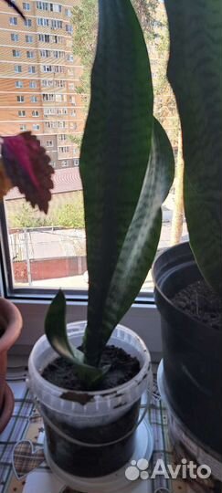 Комнатные цветы(Сансевиерия)