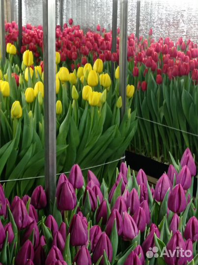 Луковицы тюльпанов