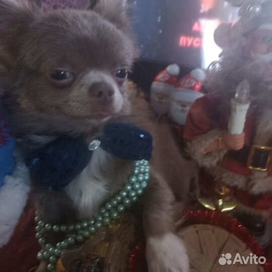 Вязка лиловый Чихуахуа