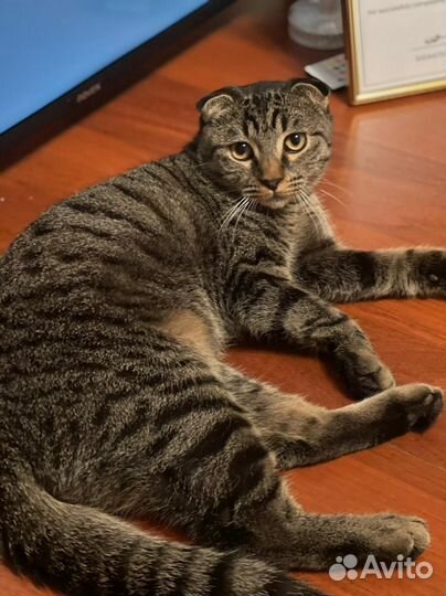 Шотландский кот для вязки вислоухий