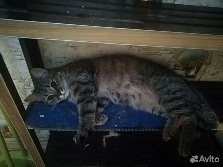 Котик в добрые руки