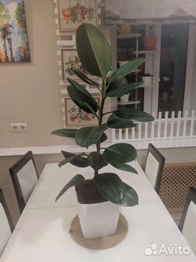 Кодиеум пестрый, фикус каучуконосный