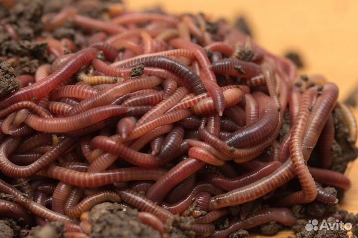 Черви для рыбалки, опт