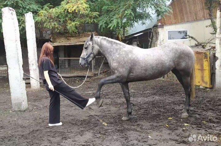 Выгул лошадей пони. Тренерство. Волонтерство